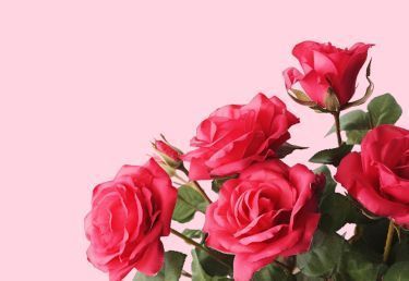 Розы Флорибунды со скидкой до 70%