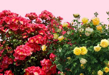 Кустарниковые розы со скидкой 65%