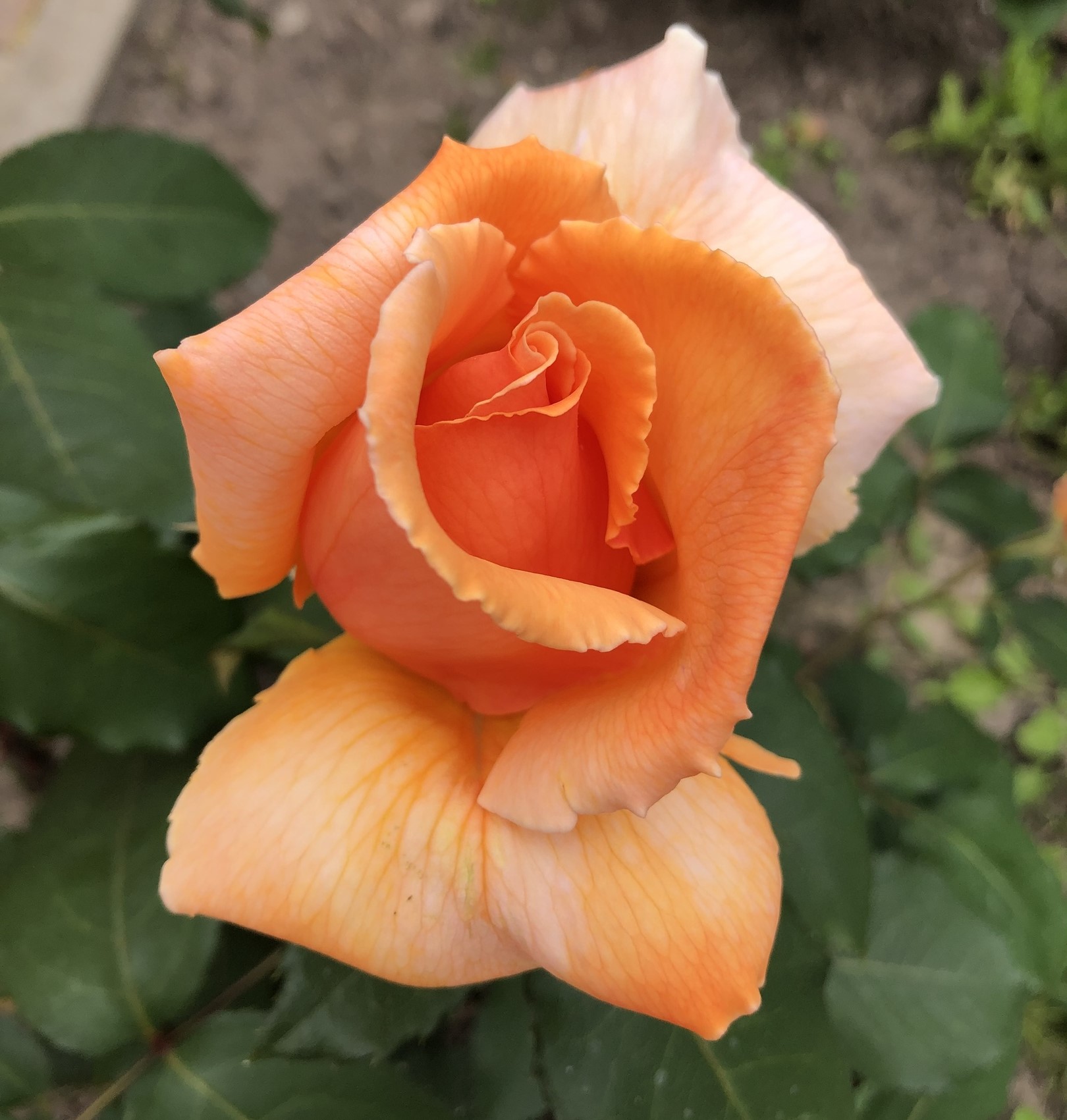 Роза чайно-гибридная Капучино