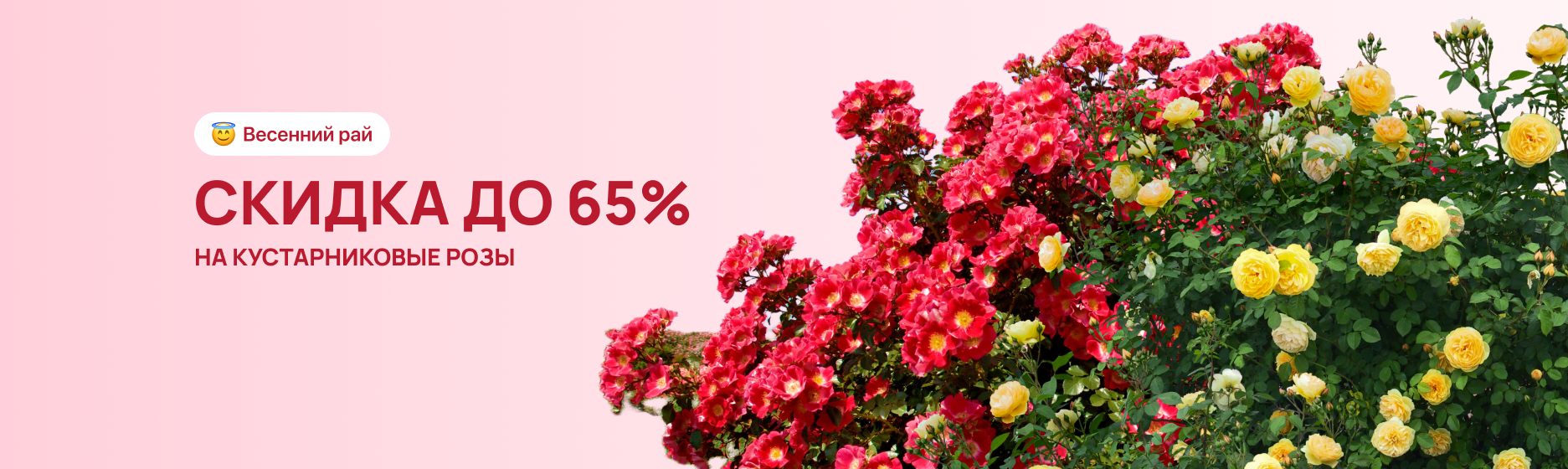 Кустарниковые розы со скидкой 65%