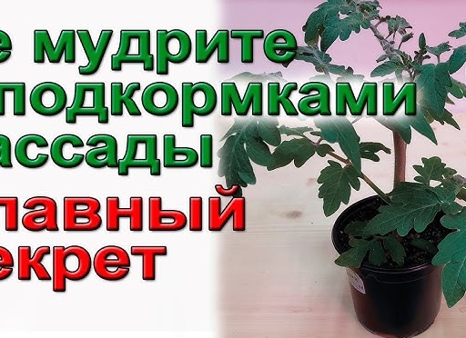 Не мудрите с подкормками рассады. Всё просто
