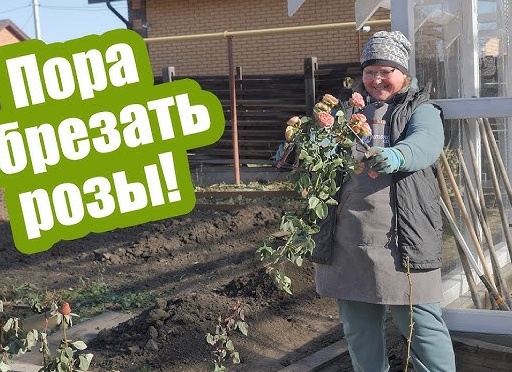 ПОСАДКА РОЗ ОСЕНЬЮ! РАЗНЫЕ ВАРИАНТЫ ДЛЯ РАЗНЫХ САЖЕНЦЕВ