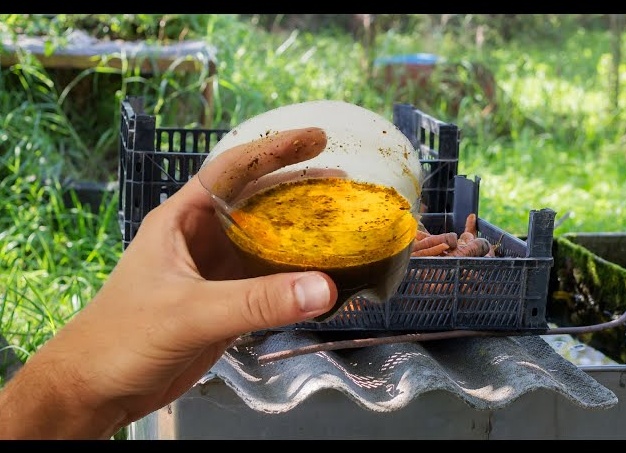 Супер-подкормка для рассады из кухонных продуктов — работает, если делать правильно