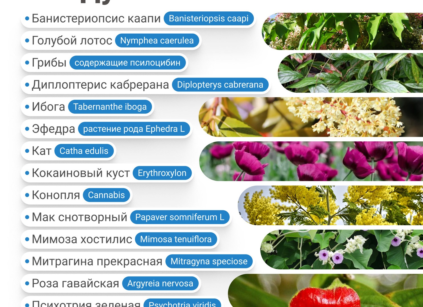 Цветовод в России: выращиваете ли вы своё будущее? 🌸