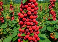 Особенности выращивания российских ремонтантных сортов малины