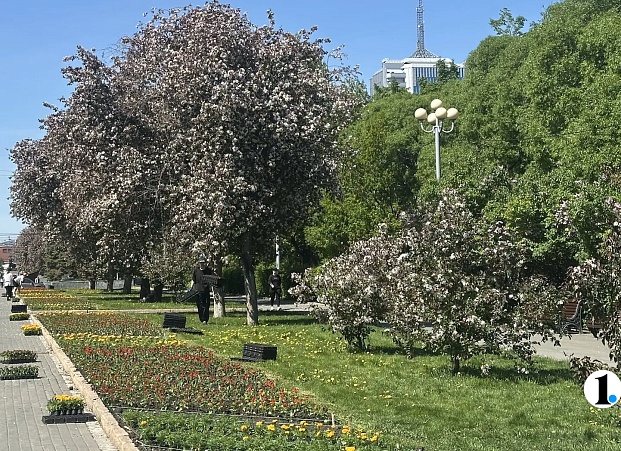 Рассаду цветов в открытый грунт начали высаживать в Челябинске