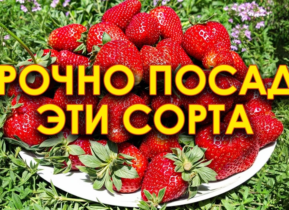 Выращивание ремонтантной садовой земляники сорта Ания: Полное руководство от фермеров 