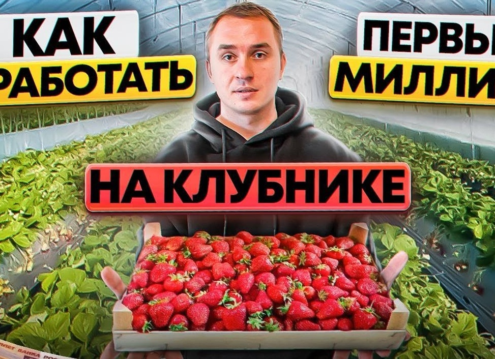 Рассада клубники для бизнеса.