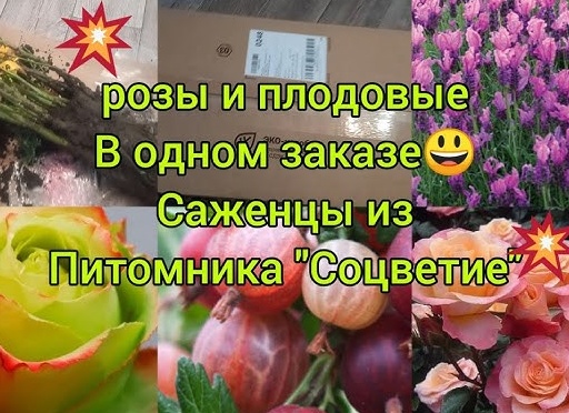 Плодовые саженцы из питомника: на что обратить внимание?
