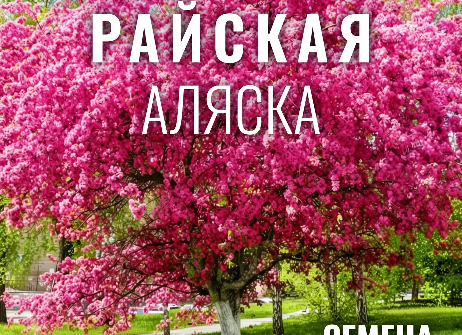 Особенности выращивания яблони из семечки — делюсь интересным опытом