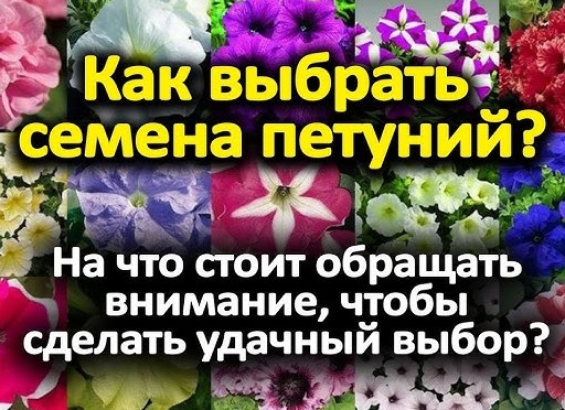 Сорта красавиц петуний, от которых невозможно оторвать взгляд