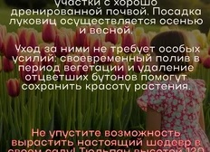 Многолетние растения сада. Уход за ними в холодное время года