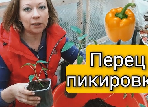 Пикировка перцев, томатов, баклажан и других культур
