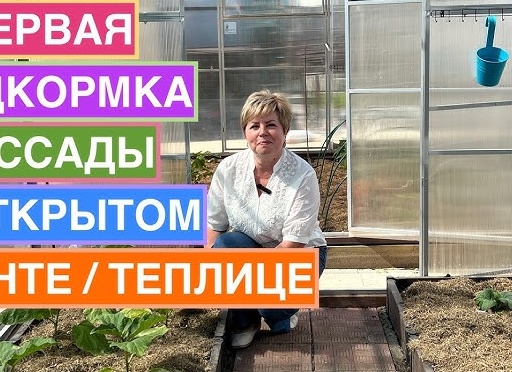 11 проверенных подкормок для рассады