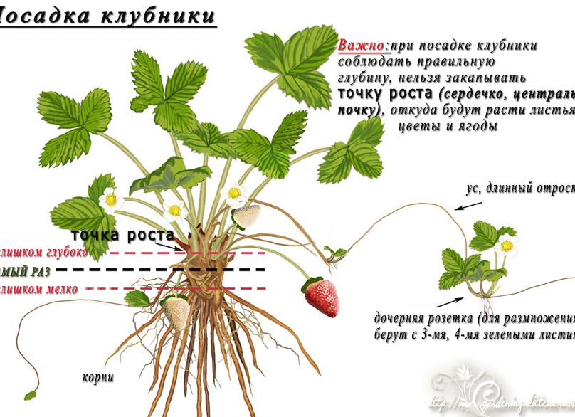 Посадка клубники: какие усы и розетки лучшие для посадки - 3 признака. Как выбрать самые крепкие саженцы, которые идеально укореняются
