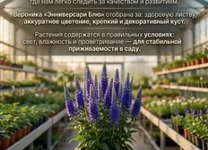 Что мы выращиваем в питомнике
