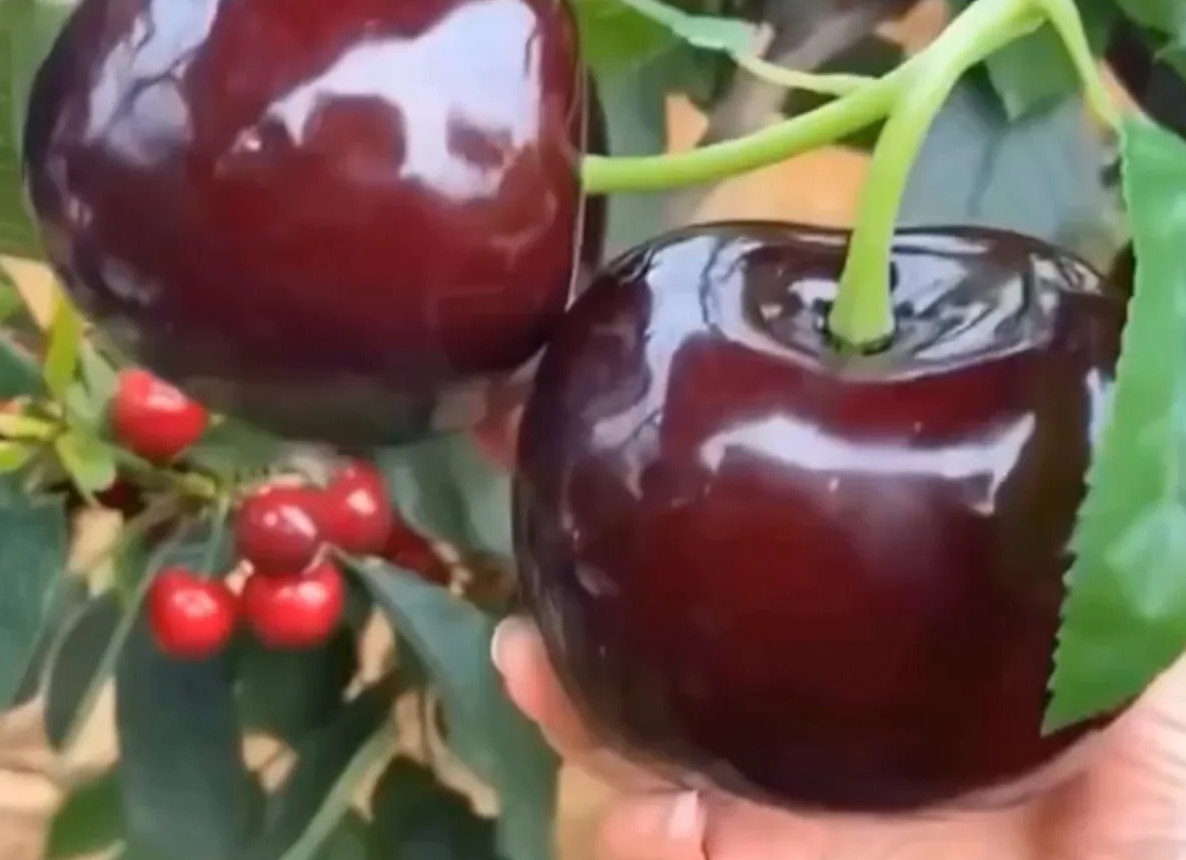 Про черешню