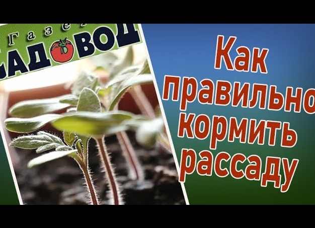 Как правильно удобрять рассаду и почему не стоит брать растения у соседей? Садовод раскрыл главные секреты перед дачным сезоном