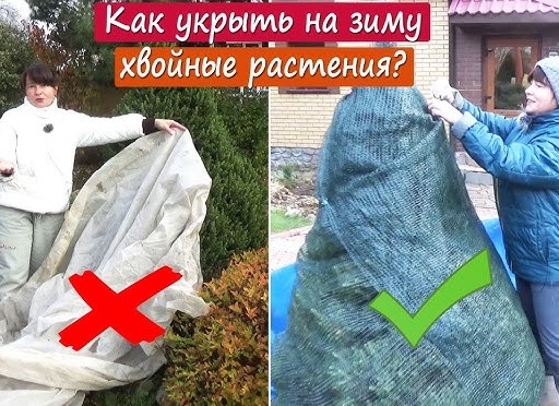 Как укрывать хвойные на зиму