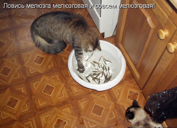 Мелюзга моя, мелюзговая.