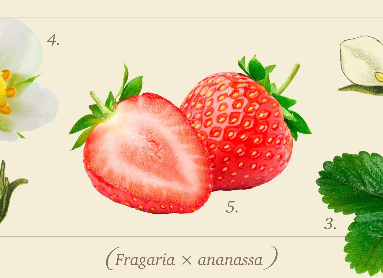 🍓Как посадить клубнику - пошаговая схема