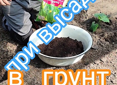 Чем подкормить рассаду при высадке в грунт: советы и рекомендации
