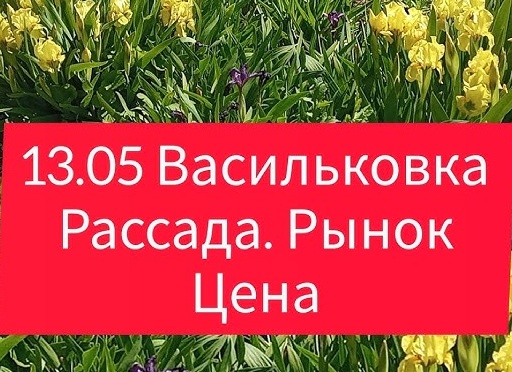 Рассада-рынок. Какие цены на рассаду. Что предлагают покупателю.</p>
<p>Откровения продавцов, выгодно или нет? Ассортимент