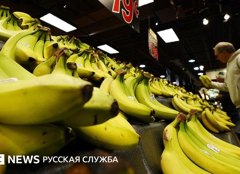 Такую рассаду теперь только выкинуть. Или рискнуть и попробовать посадить?</p>
<p>Огуречная дилемма