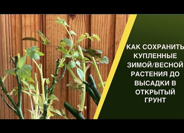 Как сохранить саженцы до весенней посадки: советы специалиста
