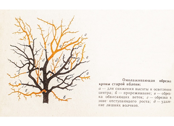 Рассада овощей. Секреты агрономов Питомника Вашутино.