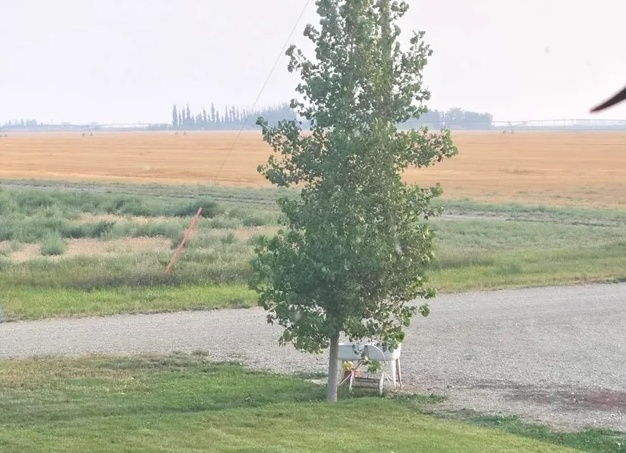 Питомник нам в помощь