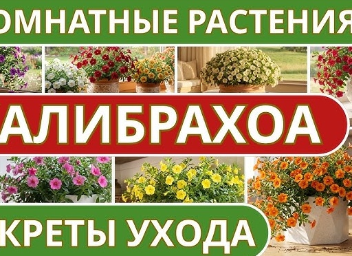Укореняем Петунии и Калибрахоа.