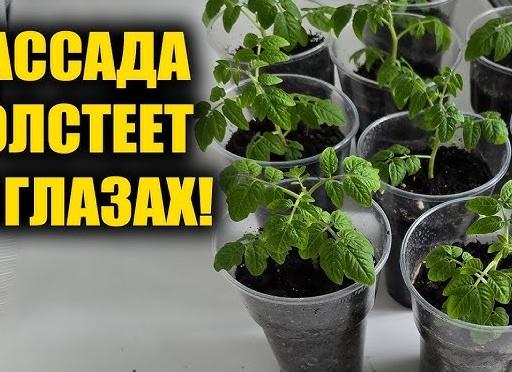 Простая подкормка для рассады — делаю сама из того, что есть на кухне