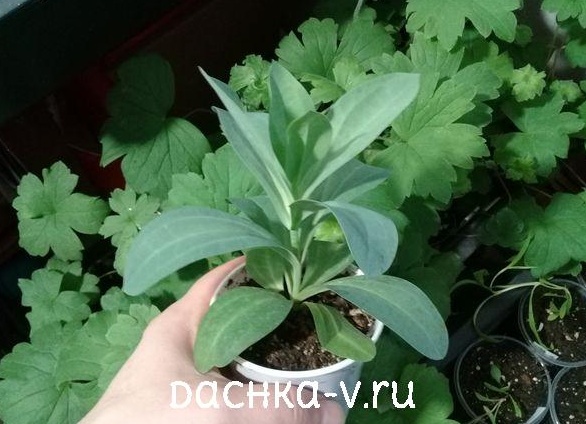Где купить рассаду и на что обращать внимание!