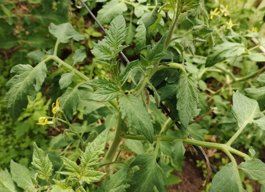 🌱СИЛЬНАЯ РАССАДА