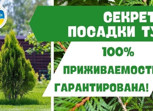 Правила высадки рассады и секреты 100% приживаемости