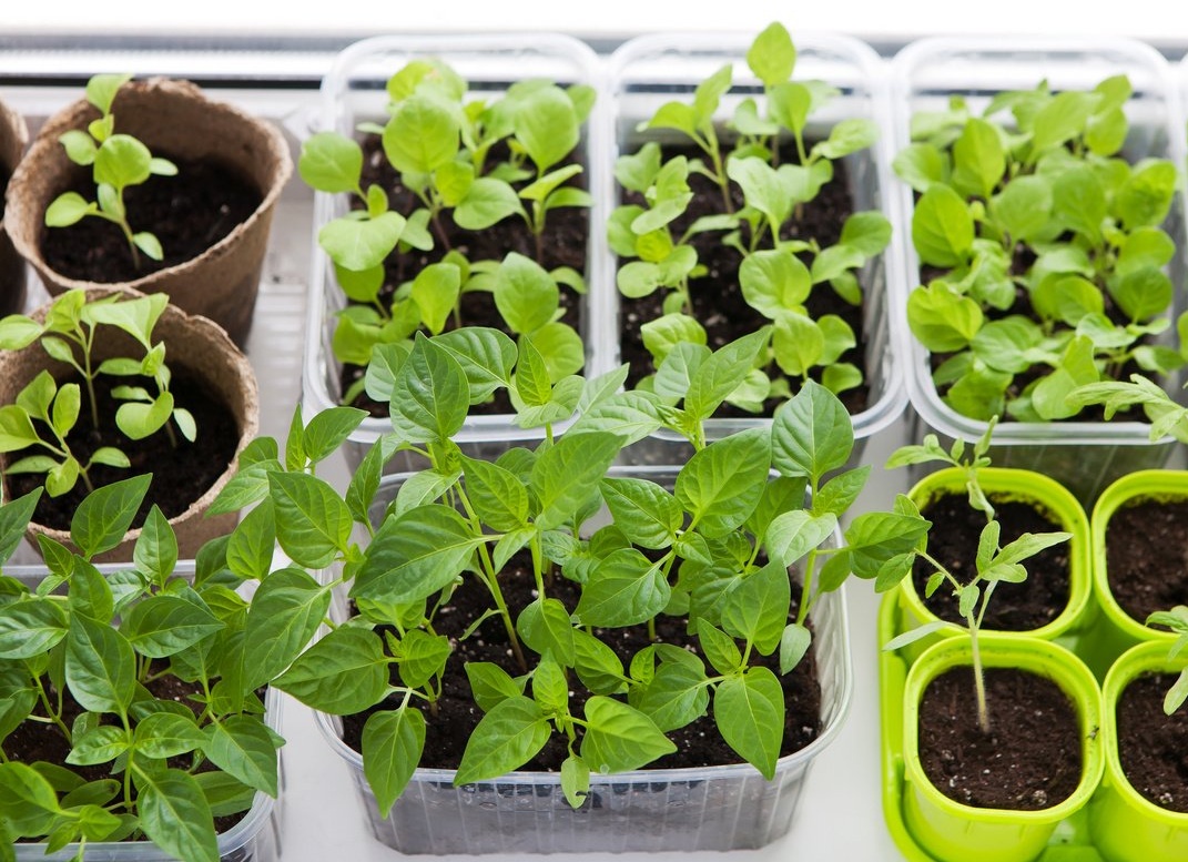 ВЫРАЩИВАНИЕ РАССАДЫ🌱