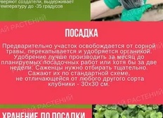 Лучшие саженцы ремонтантной клубники из Питомника Росток — выбор для длительного урожая