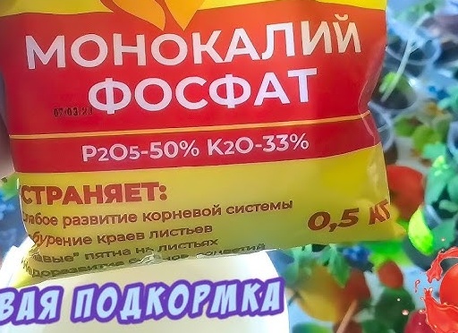 Первая подкормка сделает из хилой рассады крепкую и приземистую. 3 эффективных средства которые можно дать растениям в молодом возрасте.