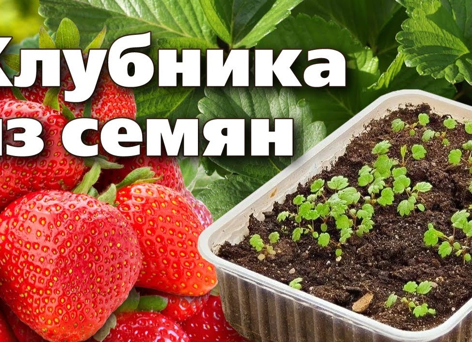 Как вырастить клубнику из семян на рассаду