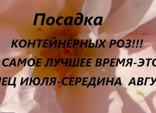 Когда самое удачное время для посадки растений в саду?