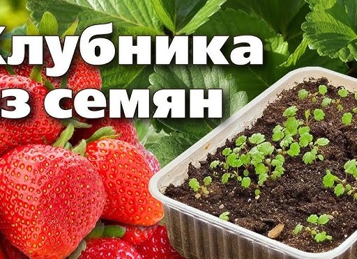Почему клубника из семян лучше, чем купленная в питомнике?