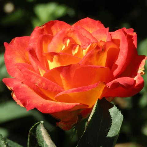 Роза чайно-гибридная Лина