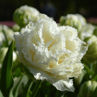 Тюльпан бахромчатый Сноу Кристал 8 шт.
