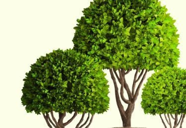 Декоративные деревья со скидкой до 50%
