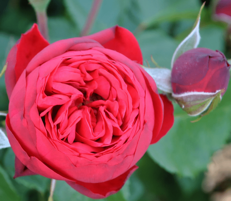 Роза чайно-гибридная Пиано