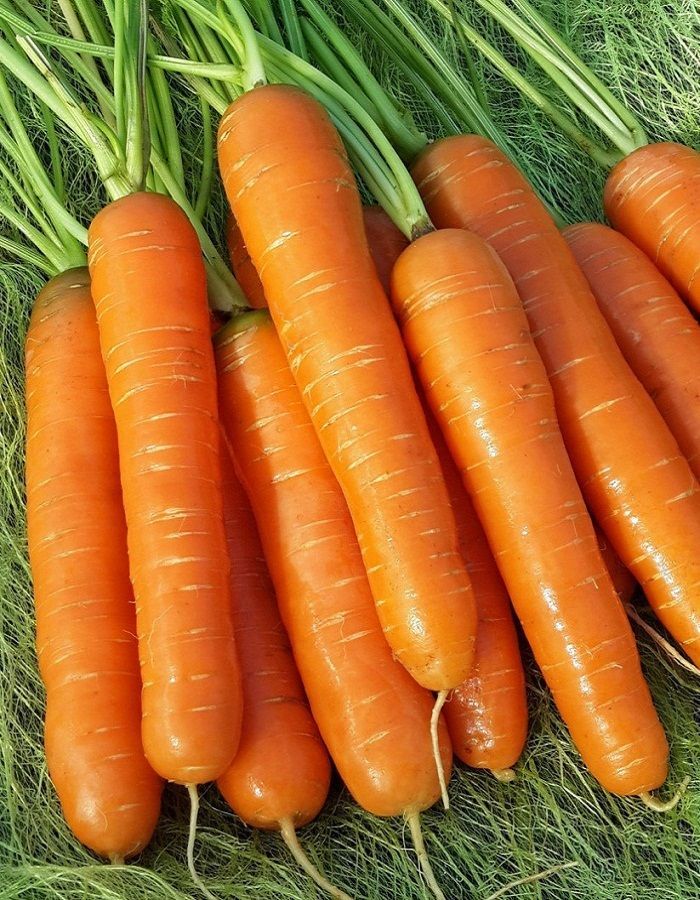 Морковь Нантская 4, семена на ленте
