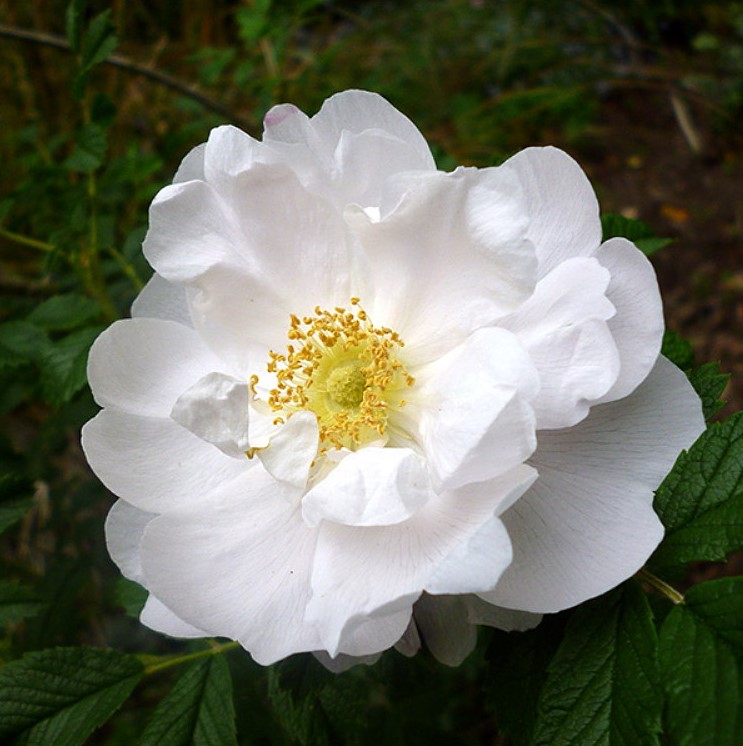 Роза чайно-гибридная Пристин