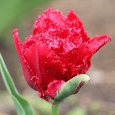 Тюльпан бахромчатый Лайон Кинг 5 шт.