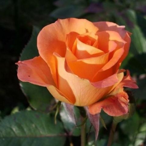 Роза чайно-гибридная Парео